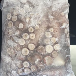 Pulpo del norte "Block"